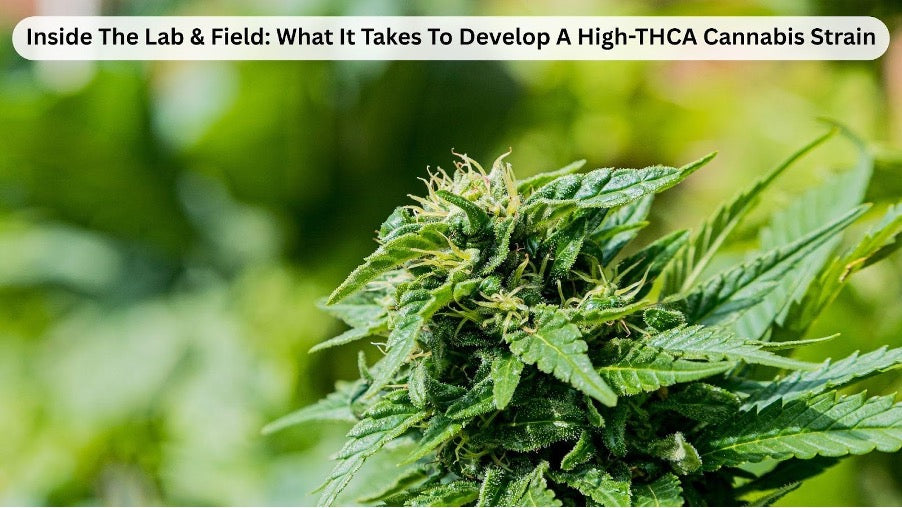 Cannabis Strain