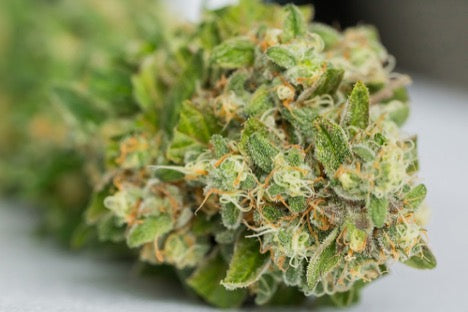 Indoor Vs. Outdoor THCA Flower: Potency, Quality & Price Compared