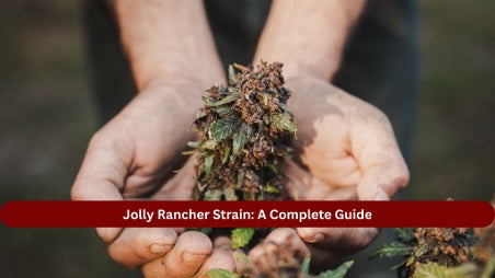 Jolly Rancher Strain: A Complete Guide