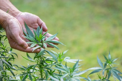 THCA Concentrates vs. Flower: Complete Guide for Beginners