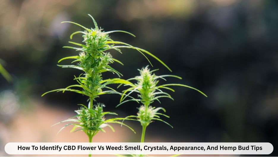 CBD Flower vs weed