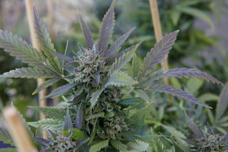 Exotic THCA Flower Guide: Rare Strains, Potency & Flavor