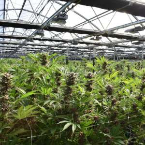 Cultivation