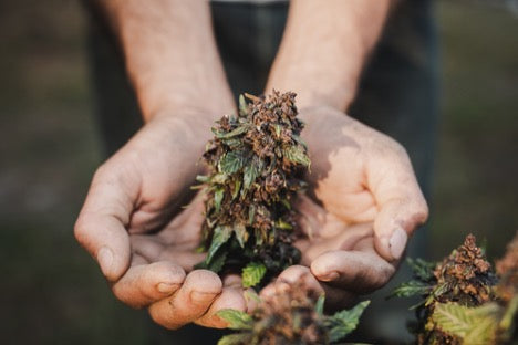 What Makes Top Shelf THCA Flower So Premium?