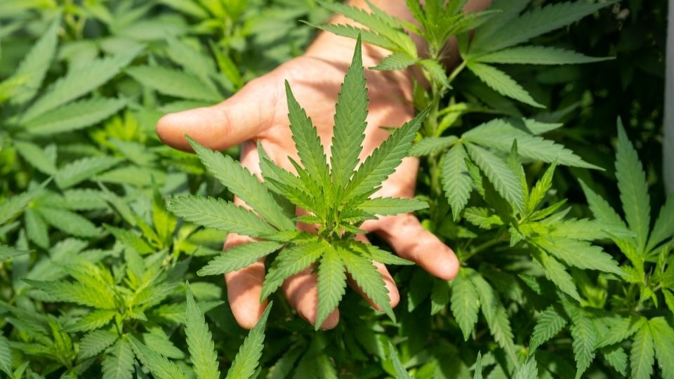 How Long Does THCA Stay in Your System?