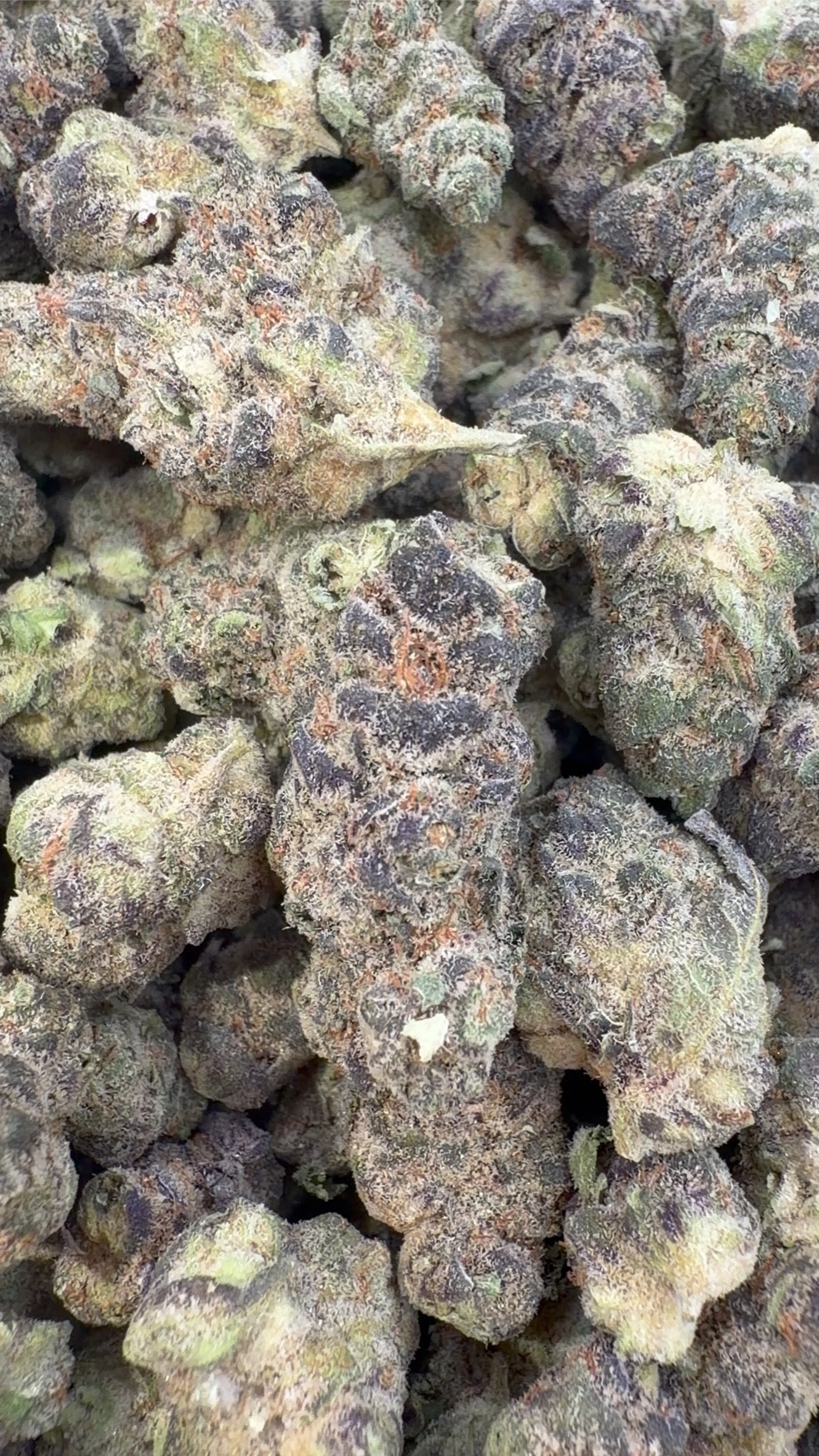Strawberry Cough Indoor Minis - Bulk Minis - Sativa