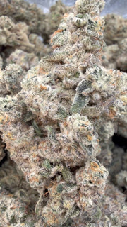 Cap Junky Indoor - Bulk - Hybrid