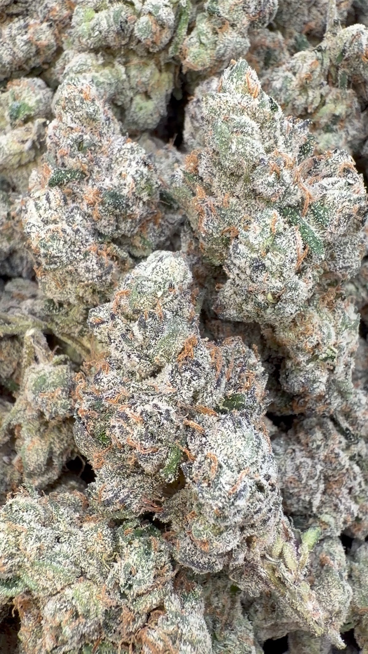 Elite Boutique Exotics Yuzu Cherries - Bulk- Hybrid