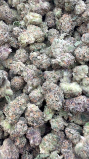 Sunset Sherbet Indoor Littles - Bulk - Hybrid