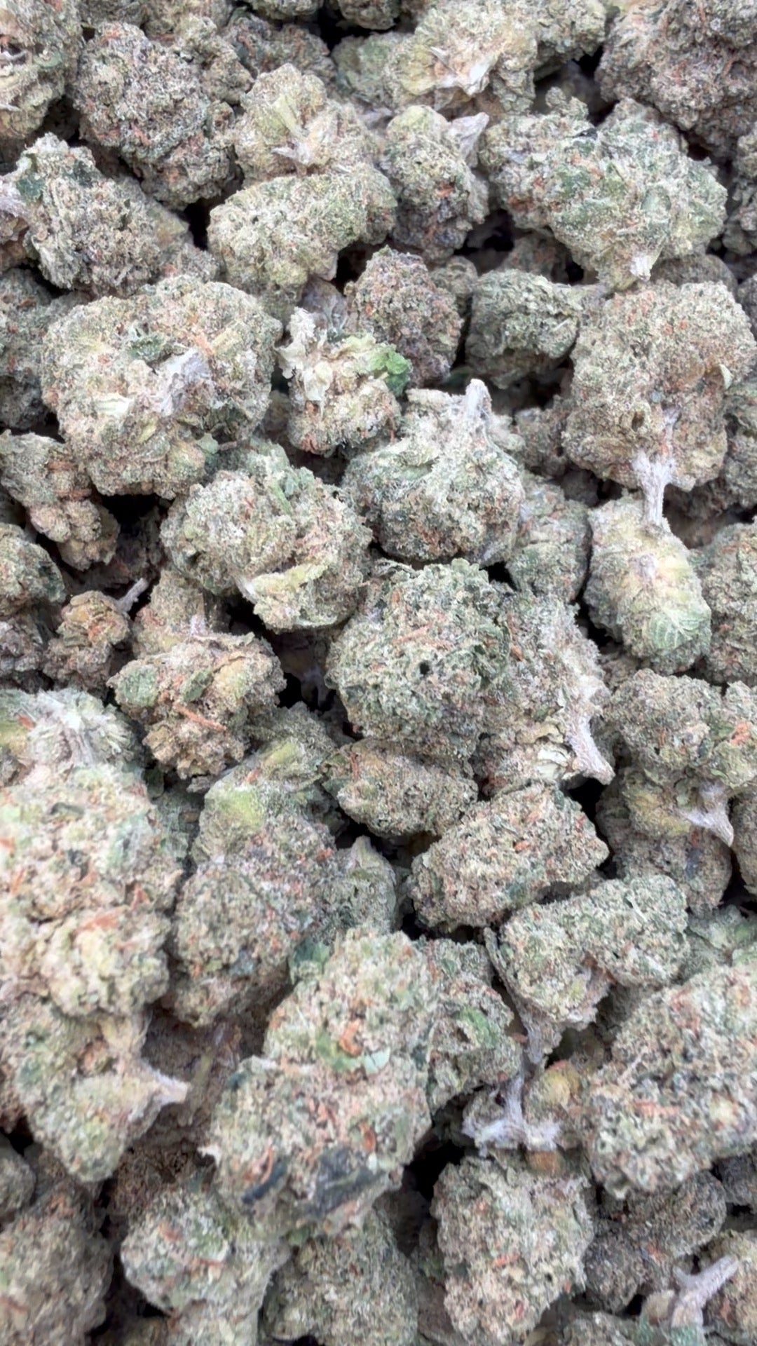 Fidel Runtz Littles - Bulk Littles - Hybrid