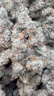 Josh D OG Indoor - Bulk- Indica