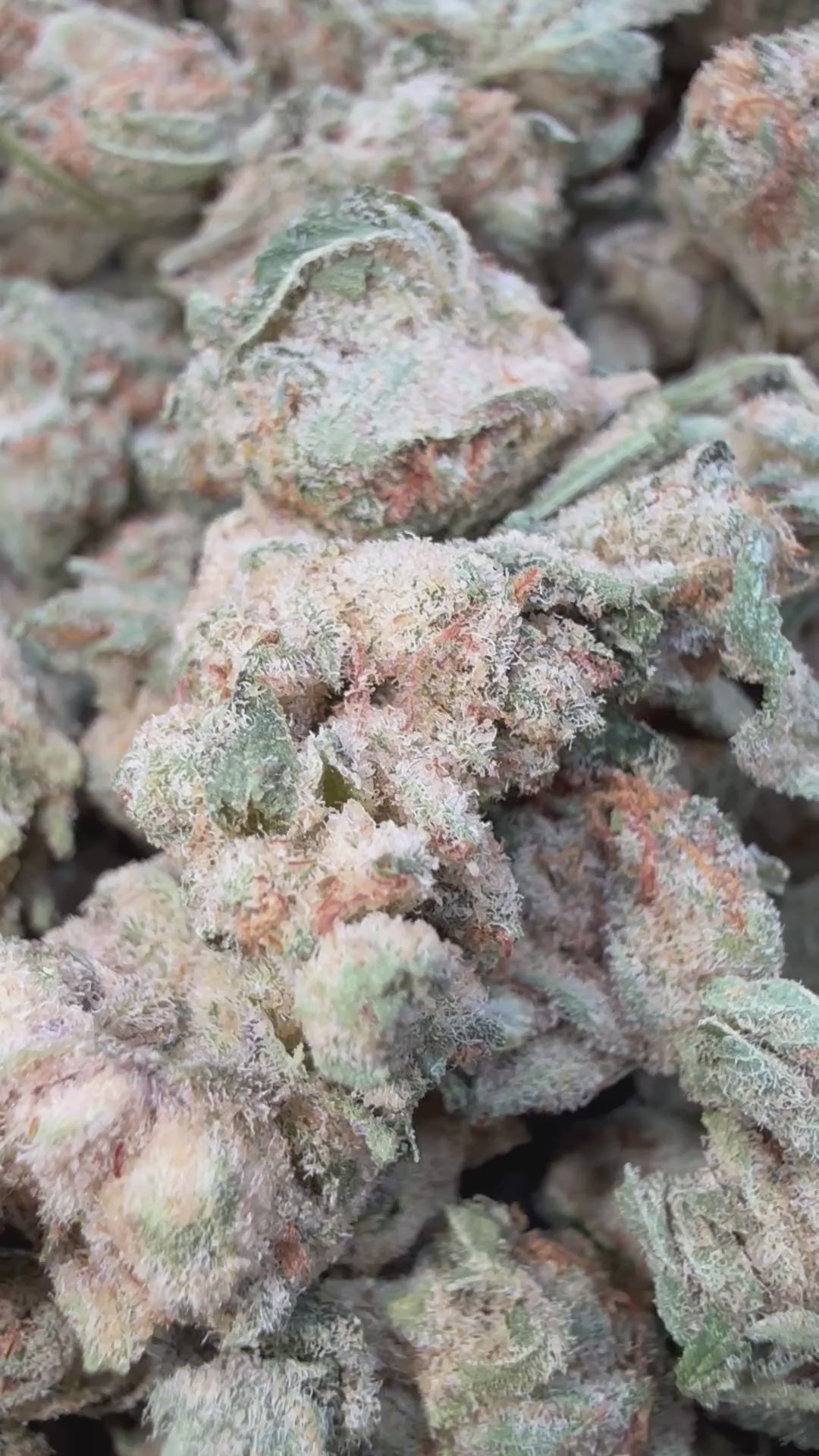 Load video: Thin Mint Mediums - Bulk Mediums - Hybrid