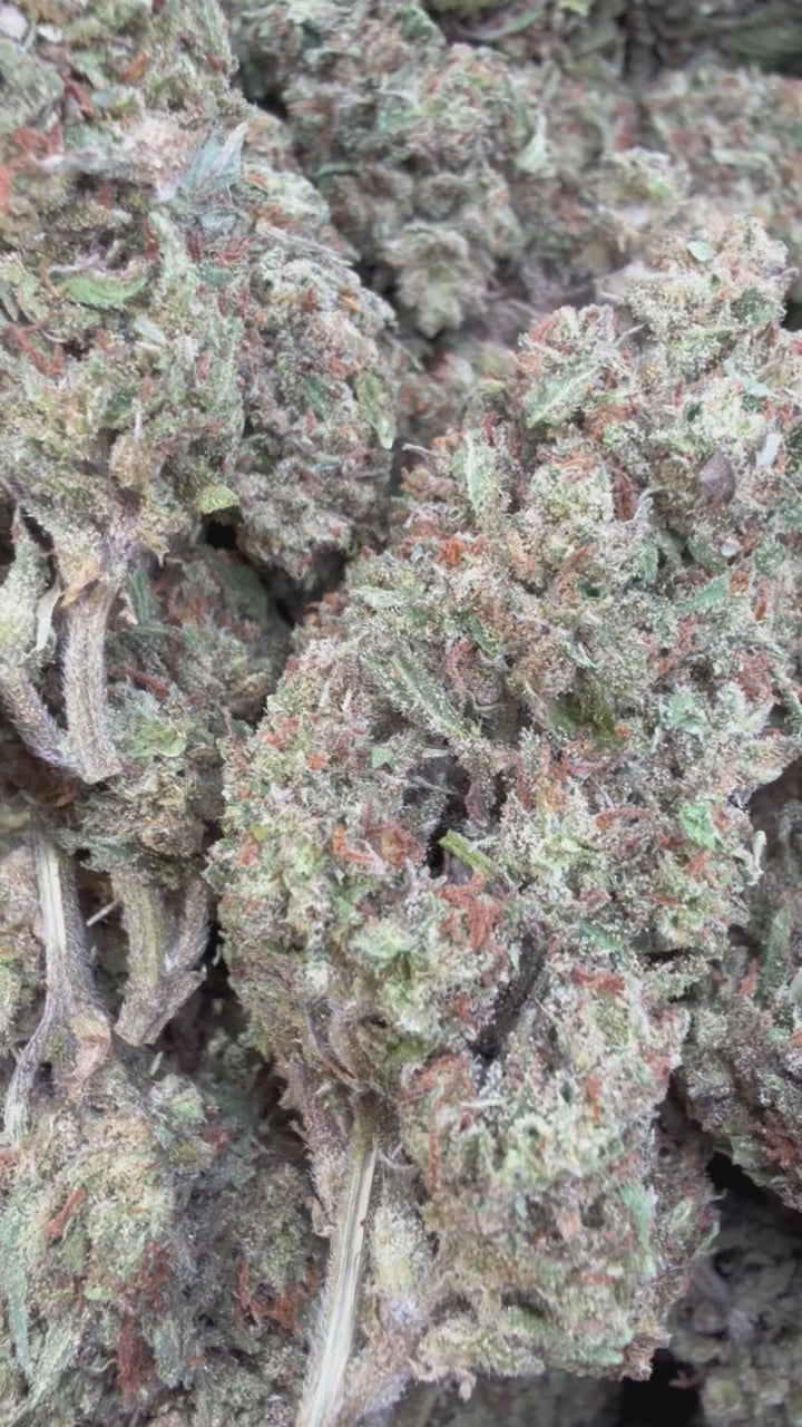 Load video: Jack Herer - Bulk - Sativa