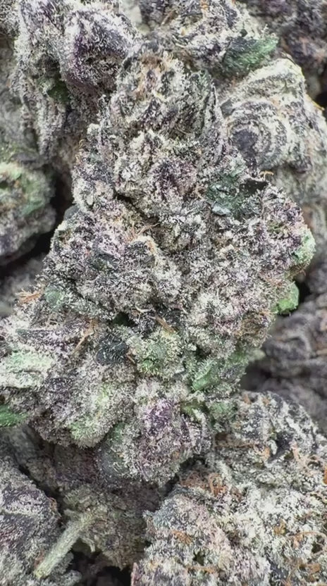 Load video: Oakland Runtz Indoor - Bulk - Hybrid