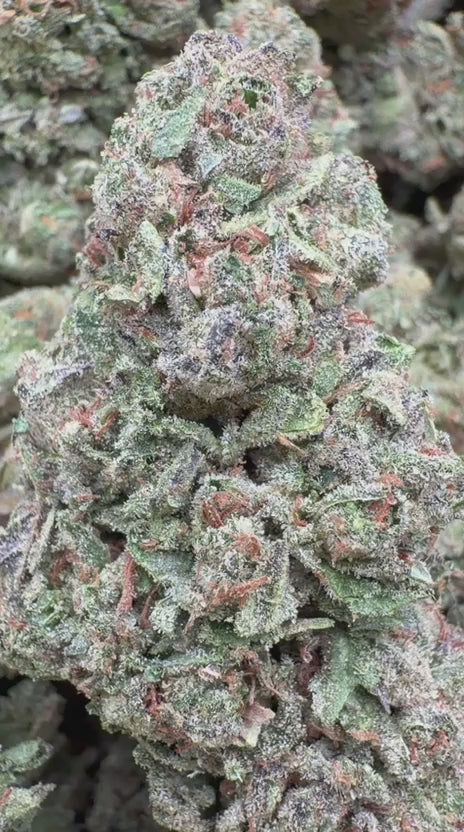 Load video: Jet Fuel Gelato - Bulk - Hybrid
