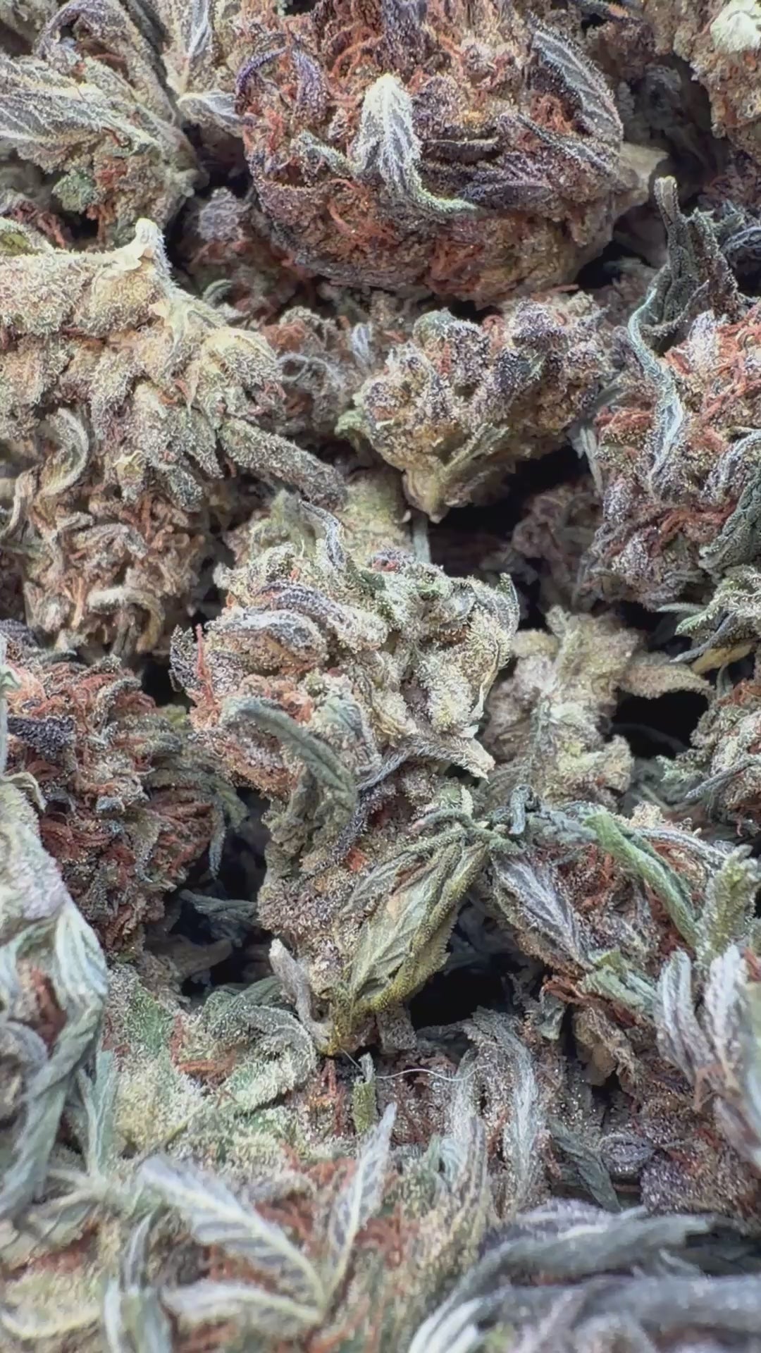 Load video: Platinum Bubba Littles - Bulk Littles - Indica