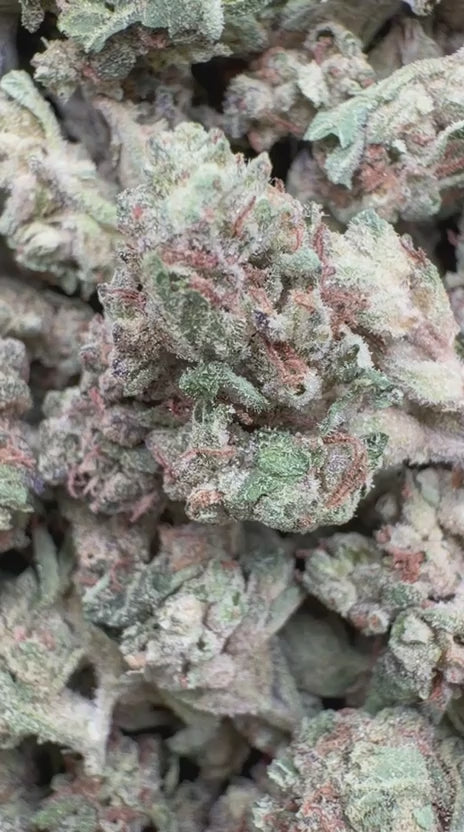 Load video: Bubble Yum Littles - Bulk Littles - Hybrid