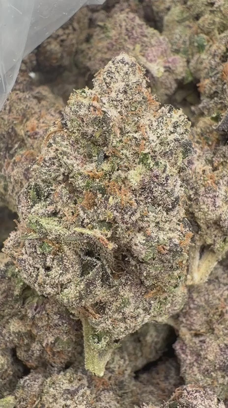 Load video: Gary Cherry Indoor - Bulk  - Indica
