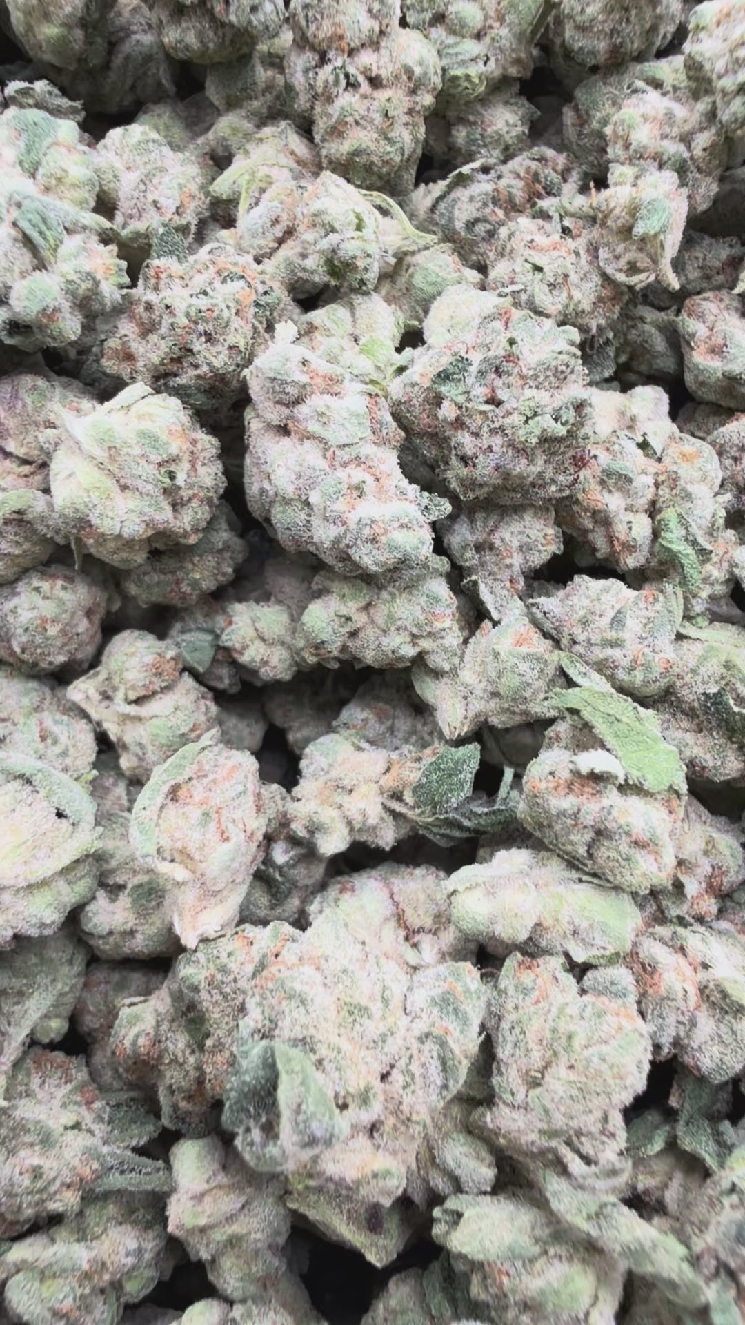 Load video: SinMint Cookies Littles - Bulk Littles - Indica