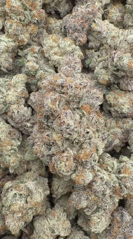 Load video: Purple Punch Indoor - Bulk - Indica