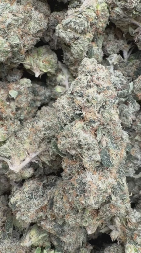 Load video: SFV OG Indoor - Bulk - Indica