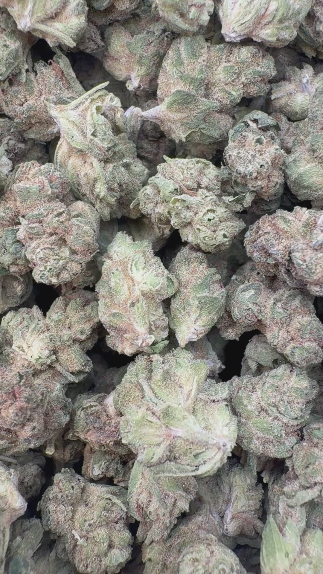 Load video: Snowman Littles - Bulk Littles - Hybrid