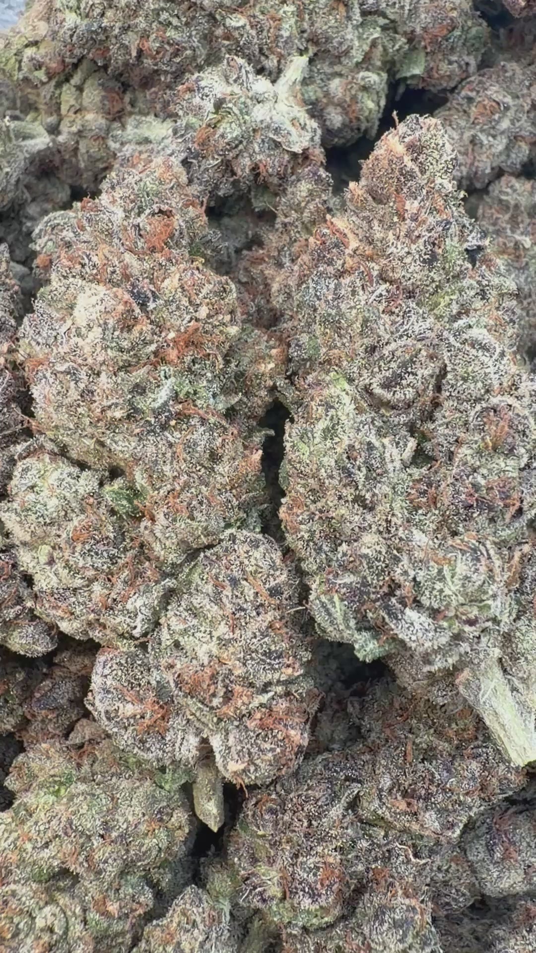 Load video: Velvet Cherries Indoor - Bulk - Indica