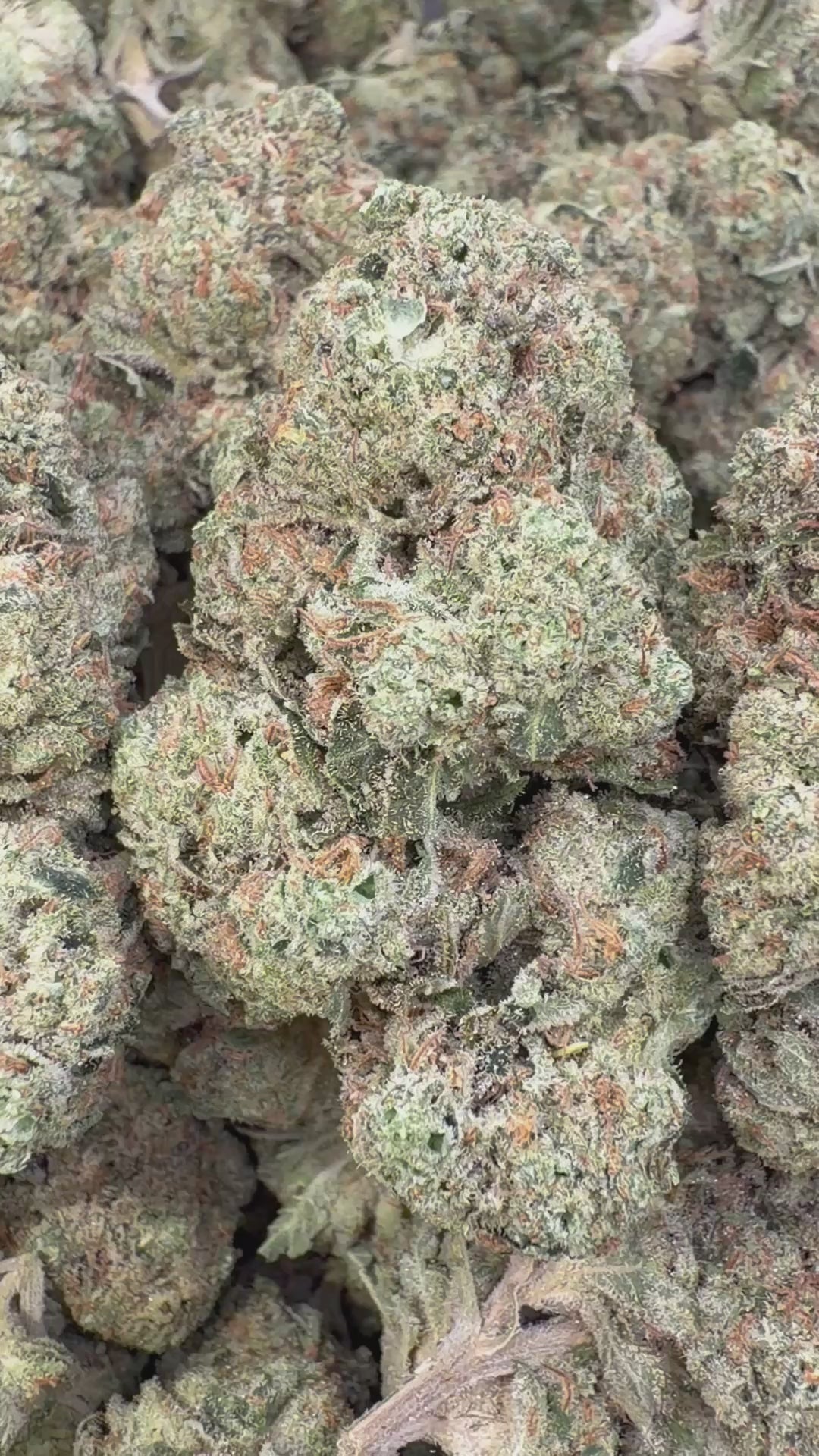 Load video: Gas Face Indoor - Bulk - Indica