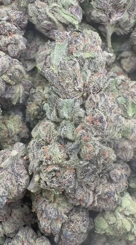 Load video: Red Velvet Indoor - Bulk - Hybrid