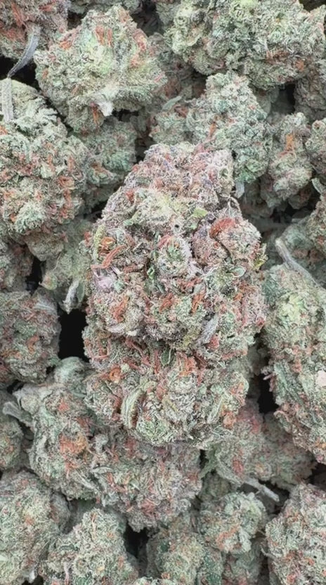 Load video: Jack Herer Indoor - Bulk - Sativa