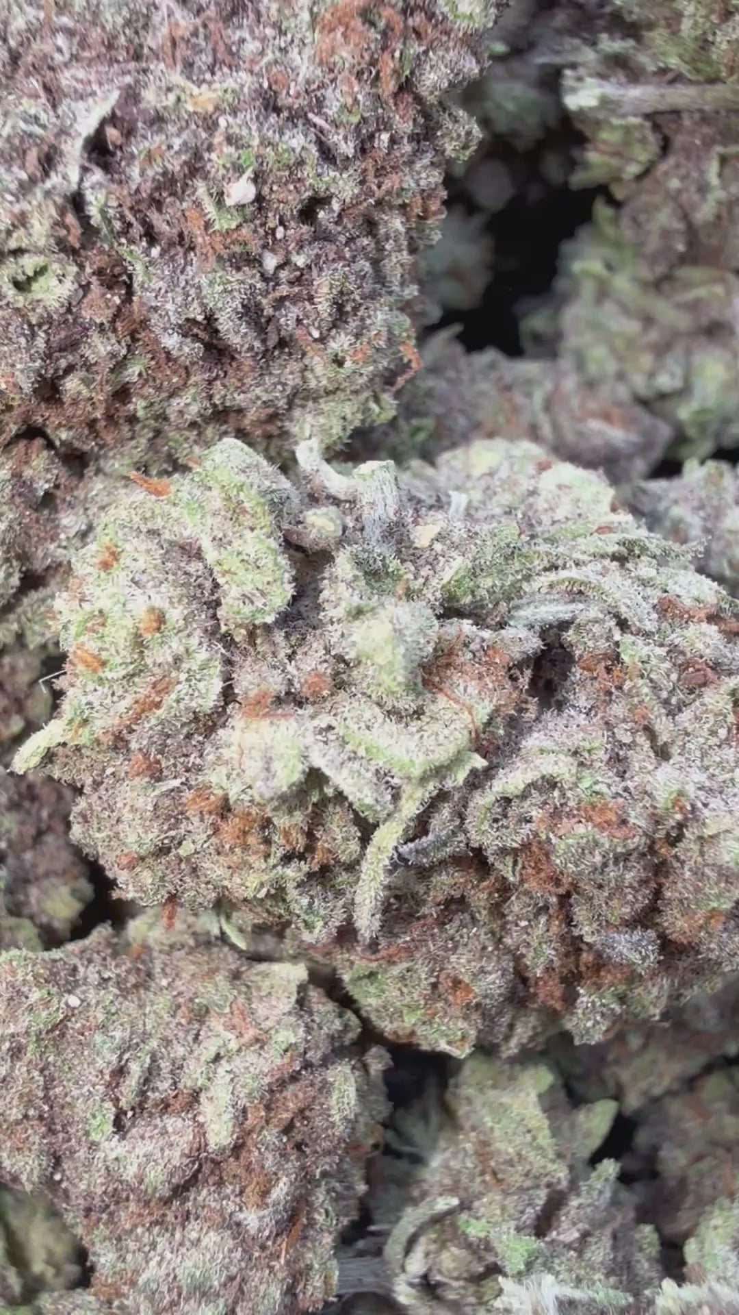 Load video: CheeseCake 41 - Bulk - Indica