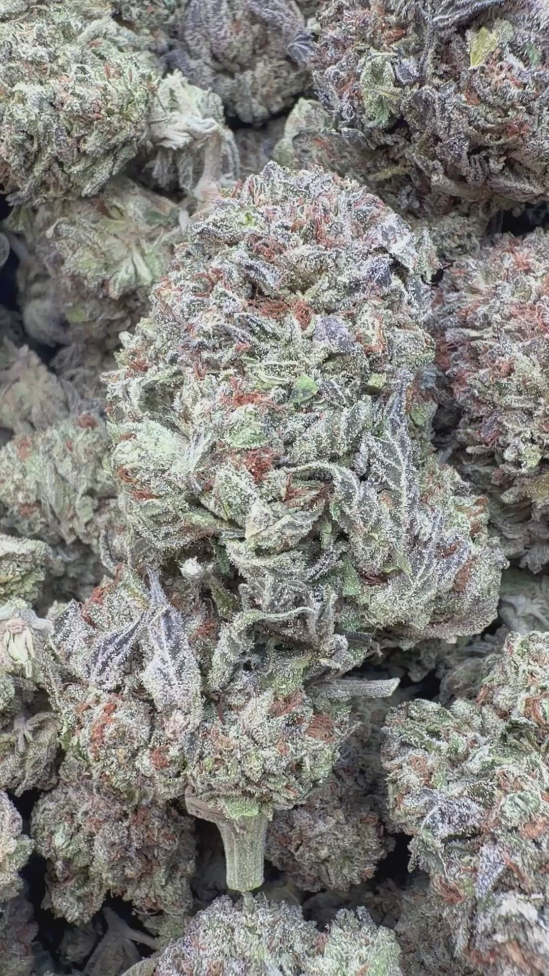Load video: Sunset Sherbet Indoor - Bulk - Indica