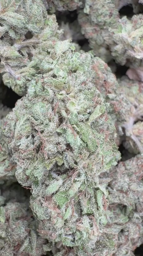 Load video: Donutz - Bulk - Indica