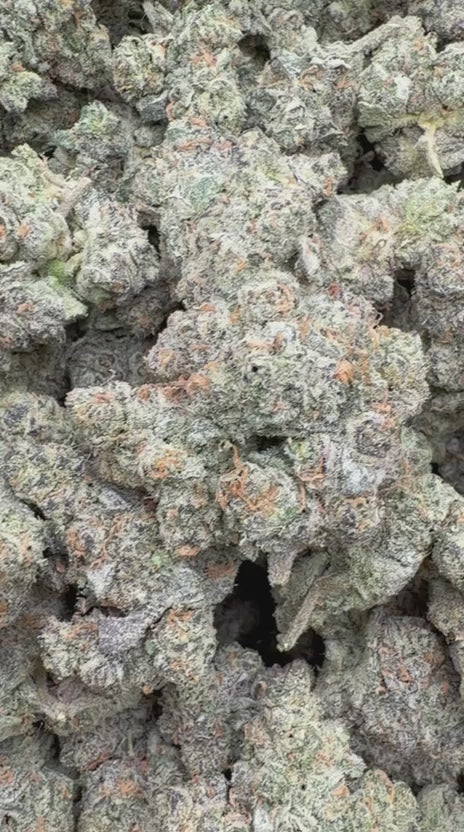 Load video: Fidel Runtz Indoor - Bulk - Hybrid