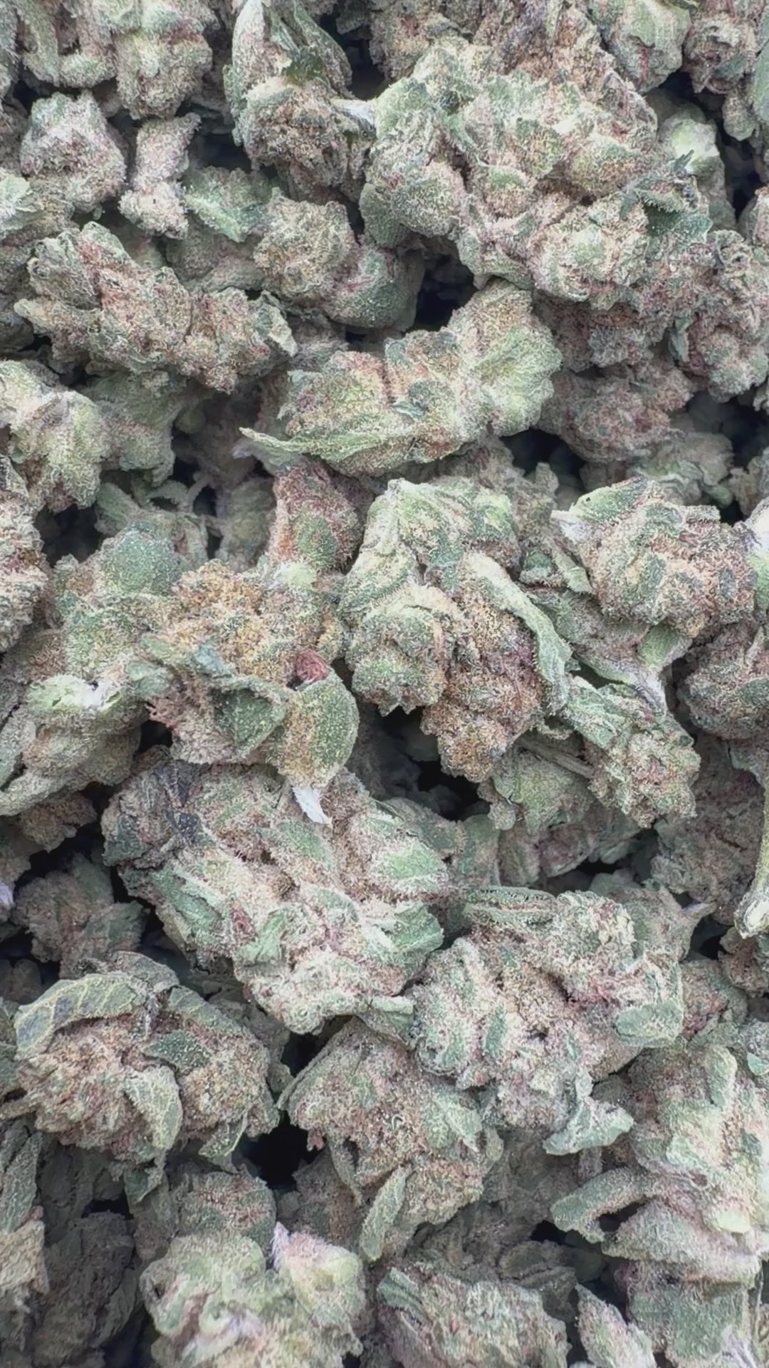 Load video: Grape Pie Littles - Bulk Littles - Indica
