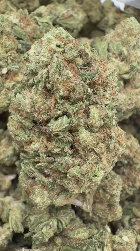 Load video: Papaya Runtz - Bulk - Hybrid