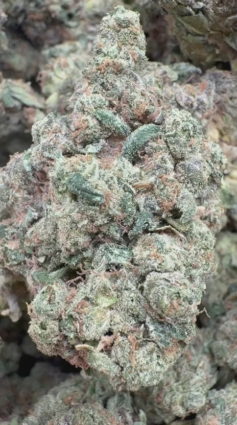 Load video: Cherry Fritter Indoor - Bulk - Indica