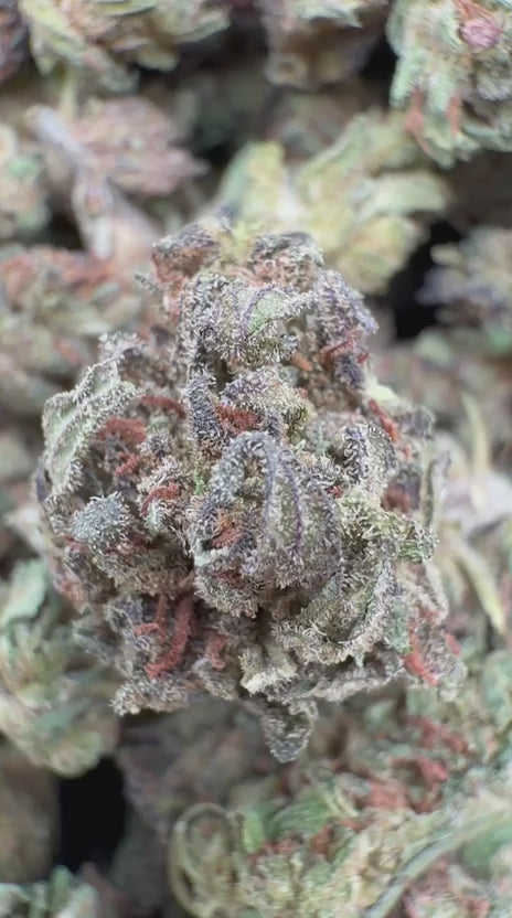 Load video: High Society Littles - Bulk Littles - Hybrid