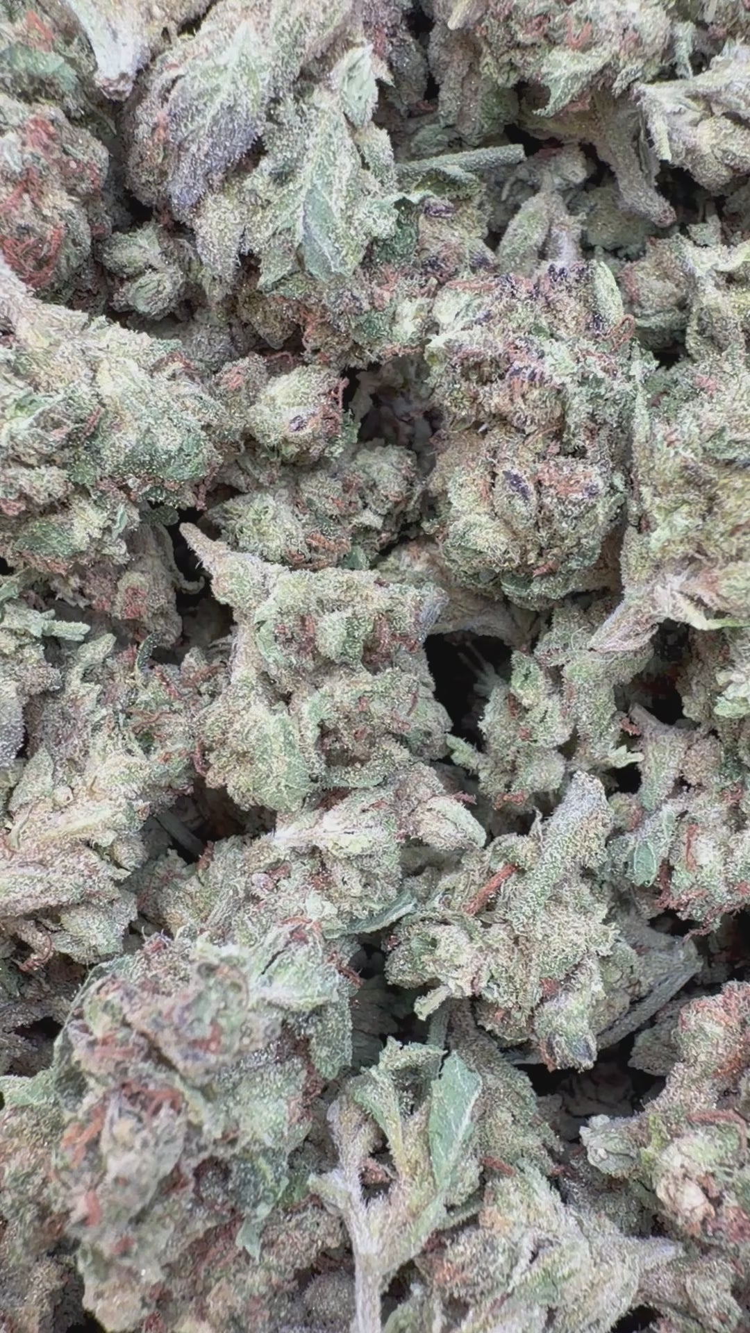 Load video: Alaskan Thunder Fuck Littles - Bulk Littles - Sativa