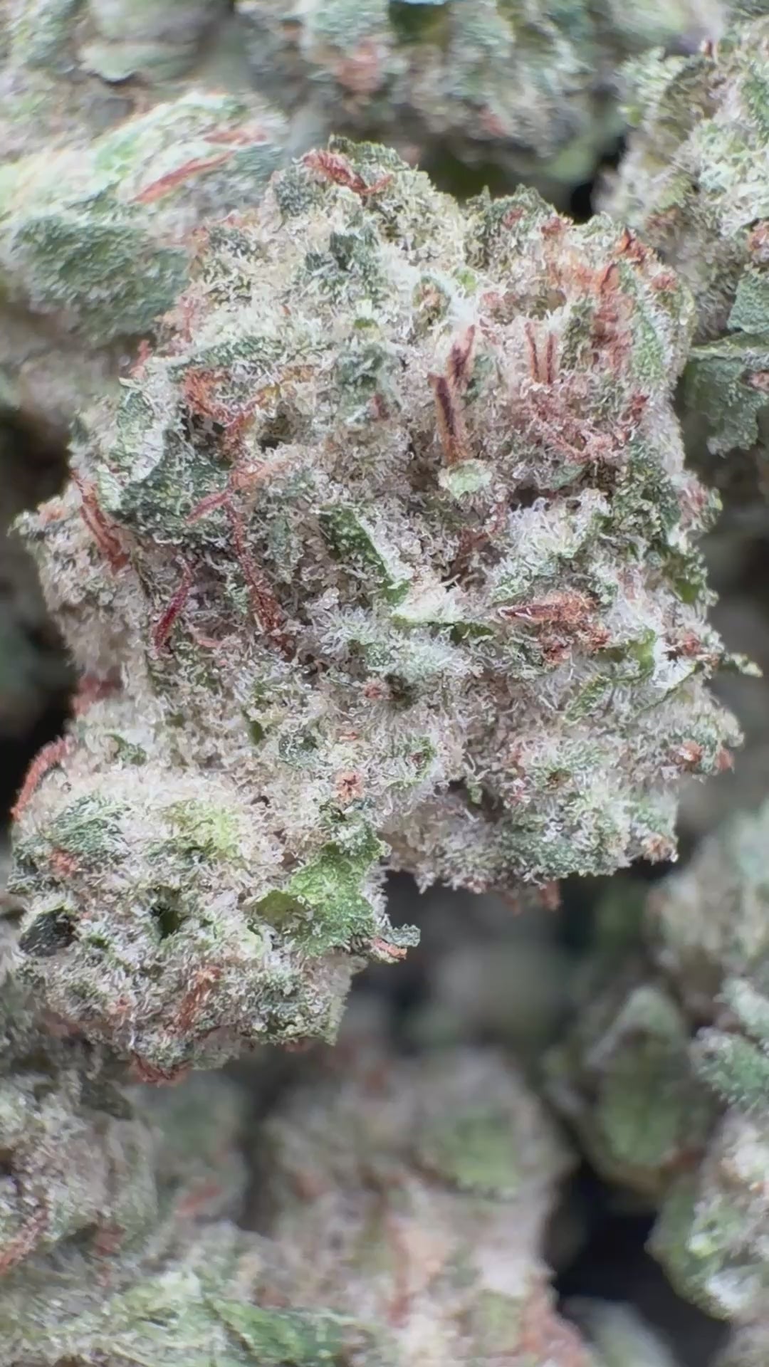 Load video: Tahoe OG Littles - Bulk Littles - Indica