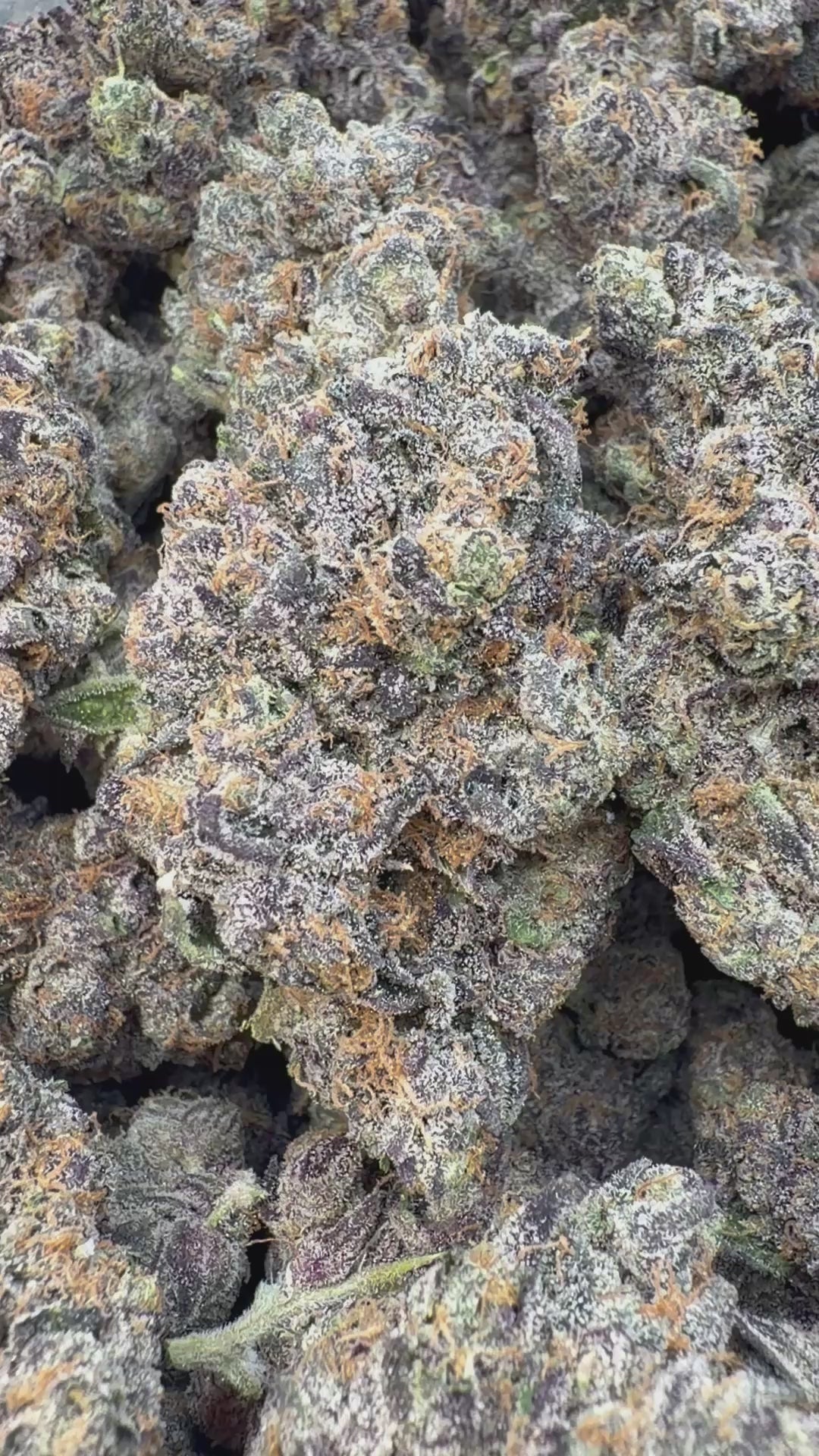 Load video: Elite Boutique Exotic Zooties - Bulk - Hybrid