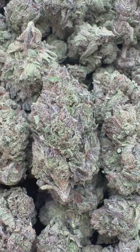 Load video: Gelato 41 - Bulk - Hybrid
