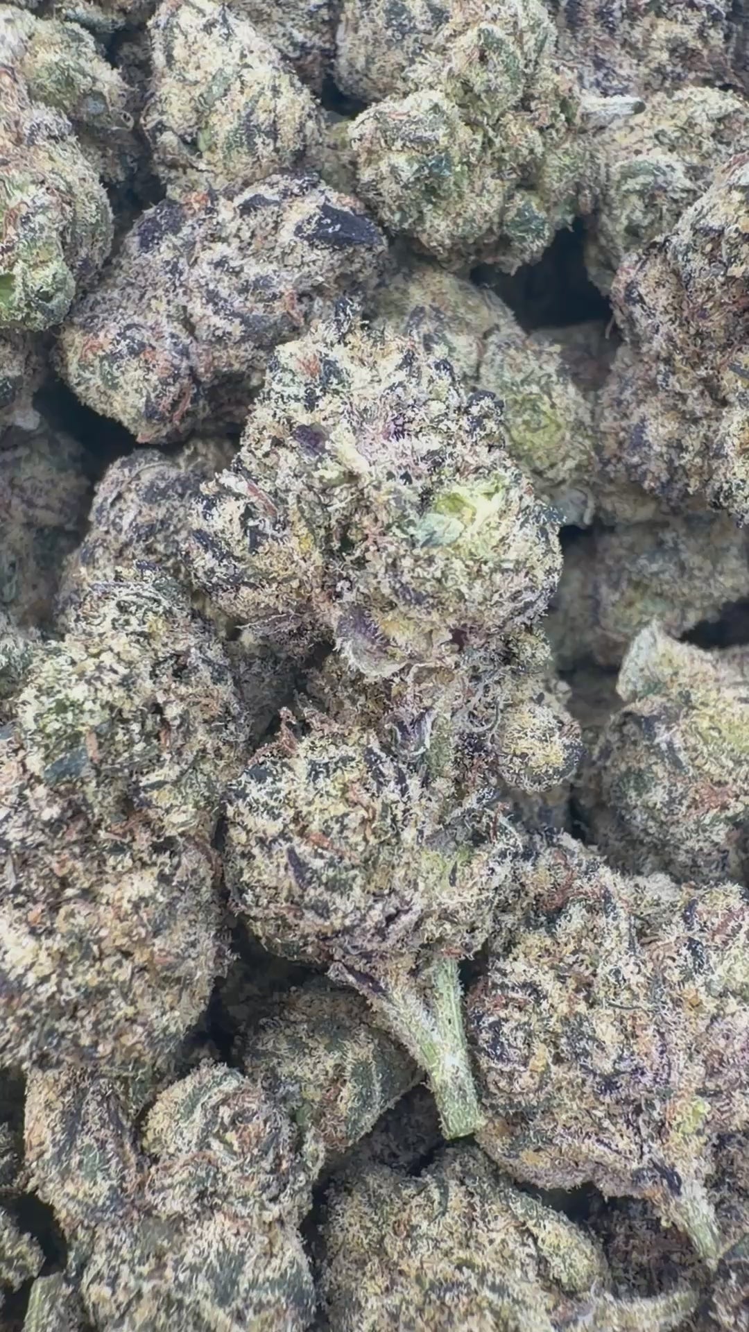 Load video: Glitterati Indoor Mediums - Bulk Mediums - Indica