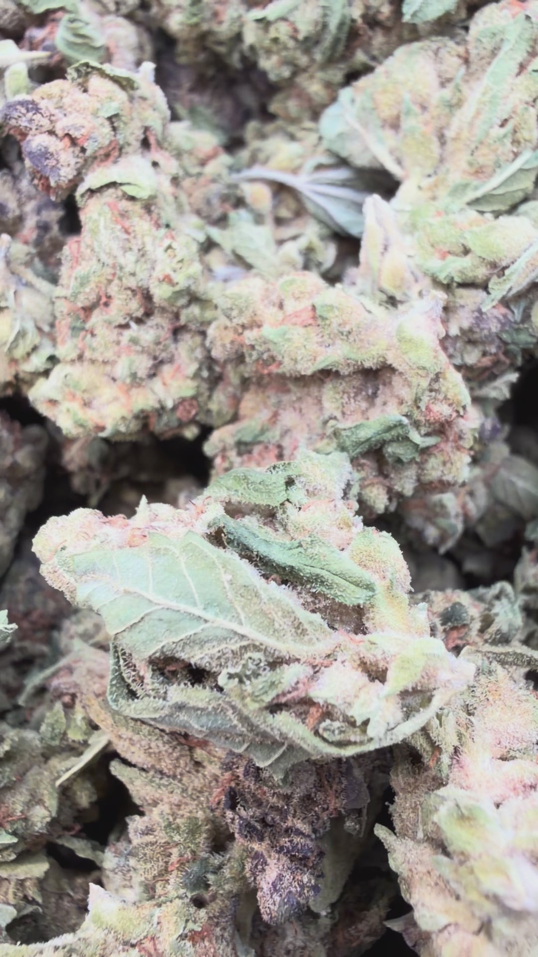 Load video: Cakemera Littles - Bulk Littles - Indica