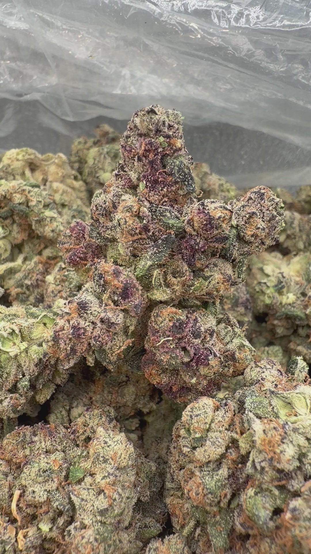 Load video: Bruce Banner Indoor - Bulk - Hybrid