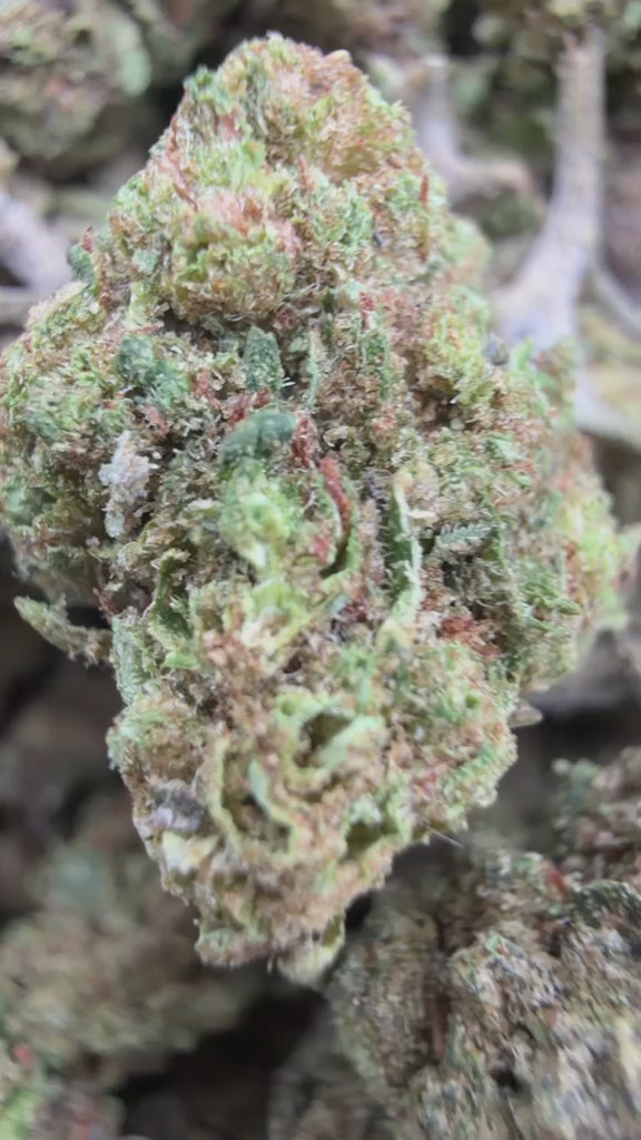 Load video: Star Fighter Littles - Bulk Littles - Indica