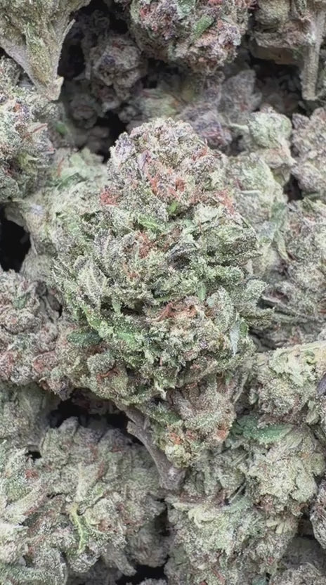 Load video: Cereal Milk - Bulk - Hybrid