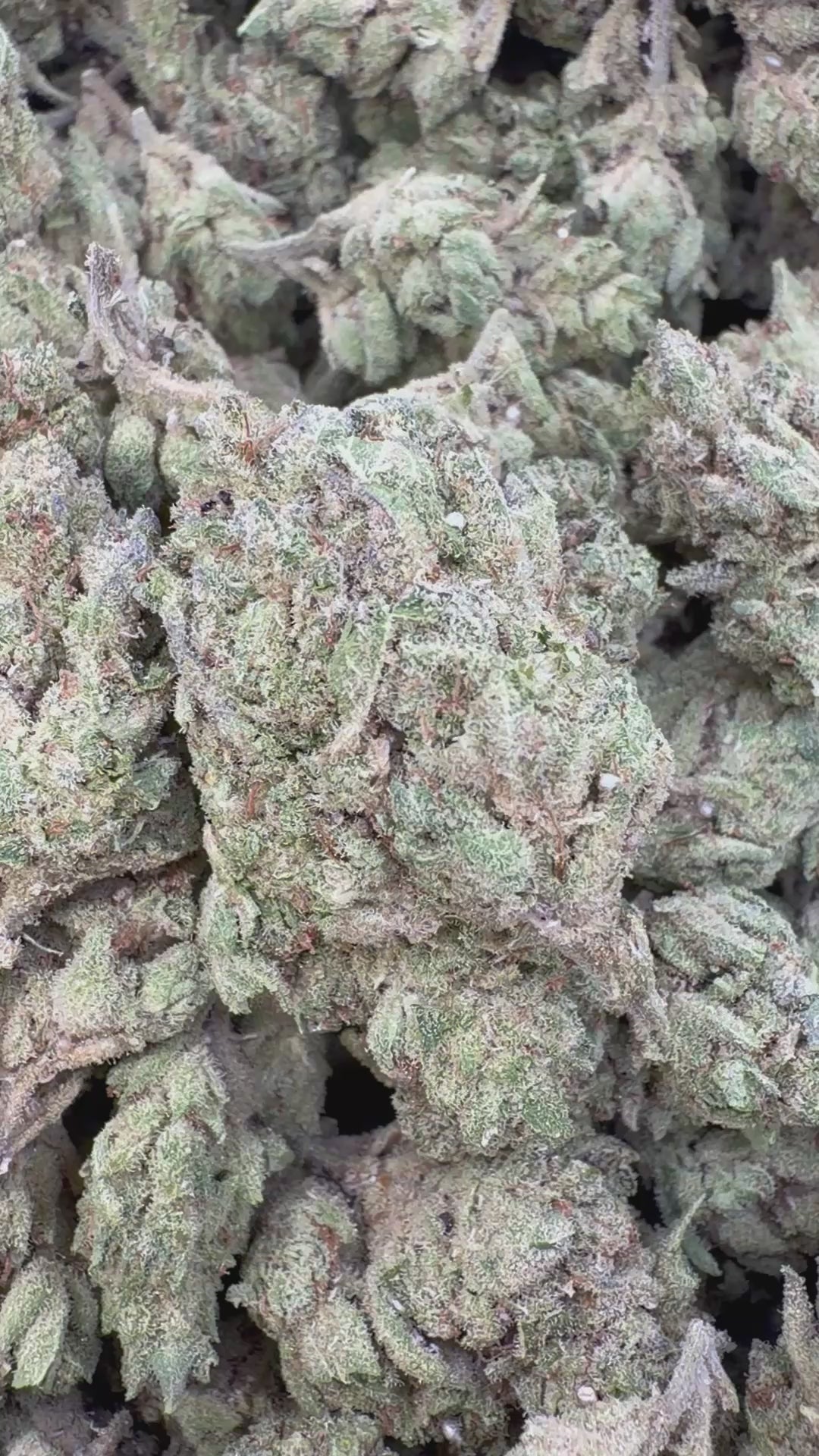 Load video: Elmer's Glue Indoor - Bulk - Hybrid