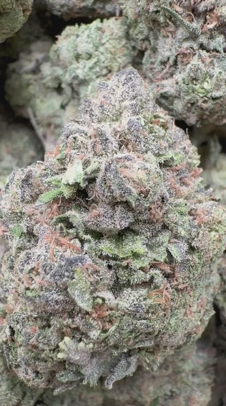 Load video: Blueberry Belts - Bulk - Hybrid