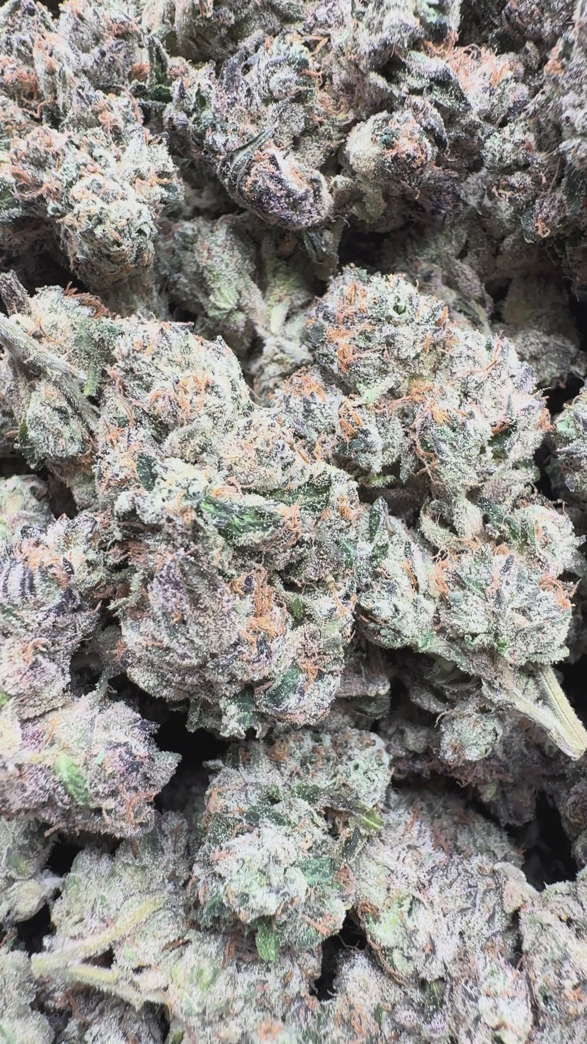 Load video: Elite Boutique Exotic Don Murfos LCG - Bulk - Hybrid